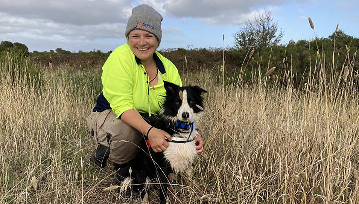 Spartina sniffer dog